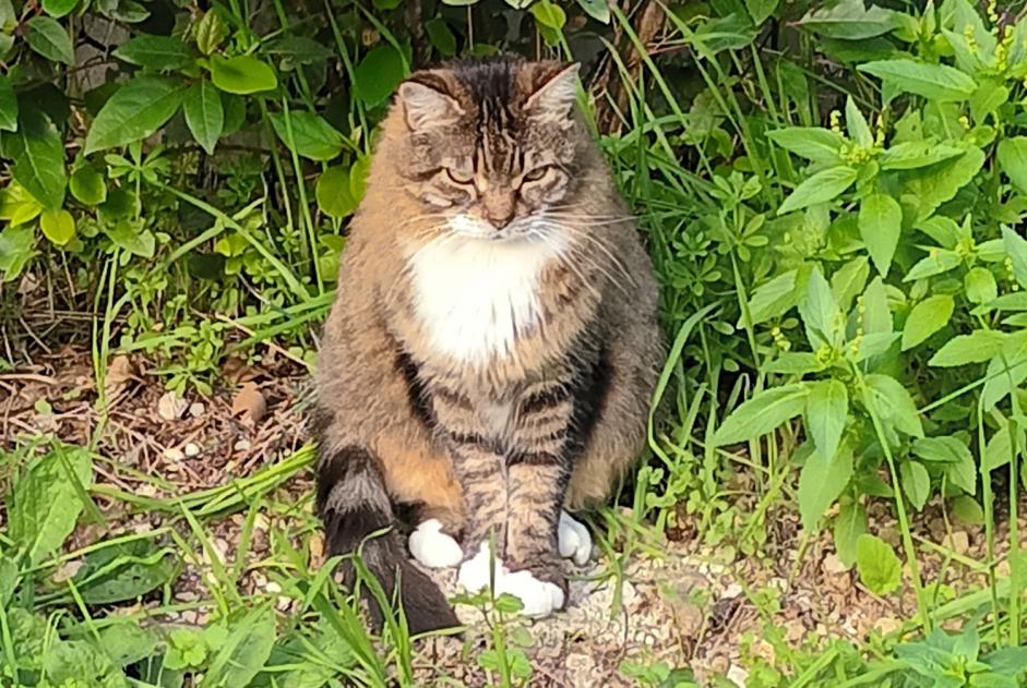 Fundmeldung Katze Unbekannt Marseille Frankreich