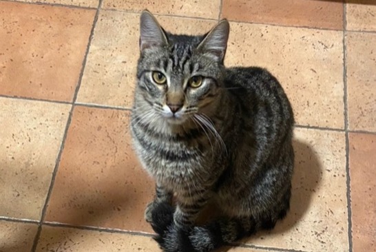 Disappearance alert Cat miscegenation  Male , 1 years Les Pennes-Mirabeau France