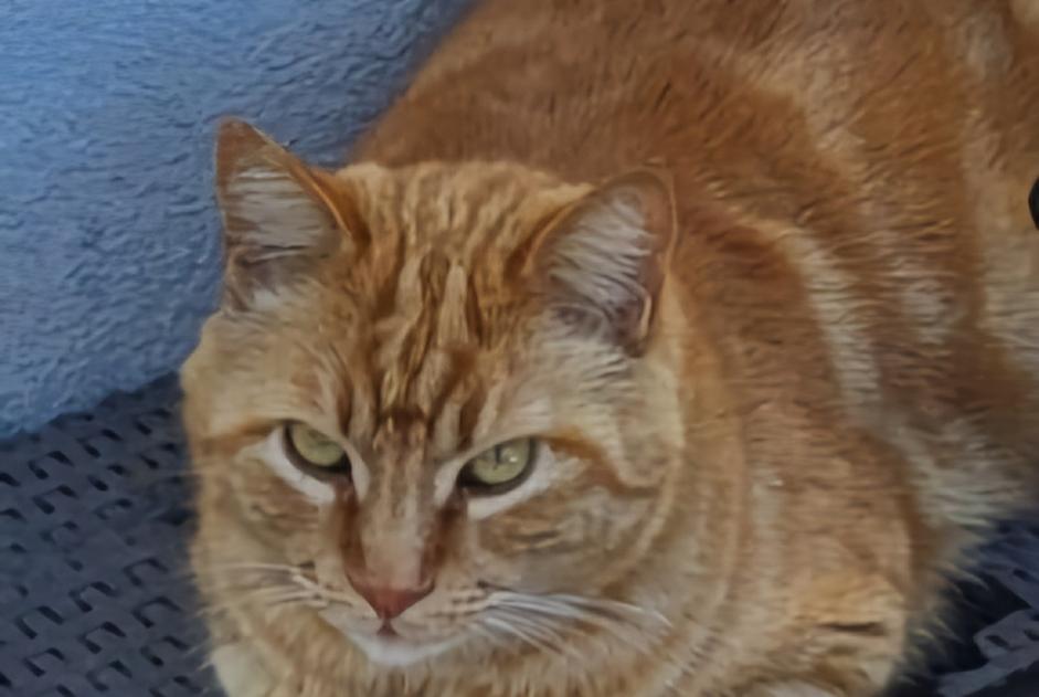 Alerta de Desaparición Gato  Macho , 8 años Marseille Francia