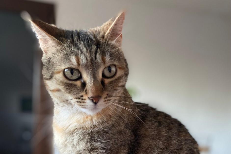 Alerte Disparition Chat croisement  Femelle , 7 ans La Ciotat France