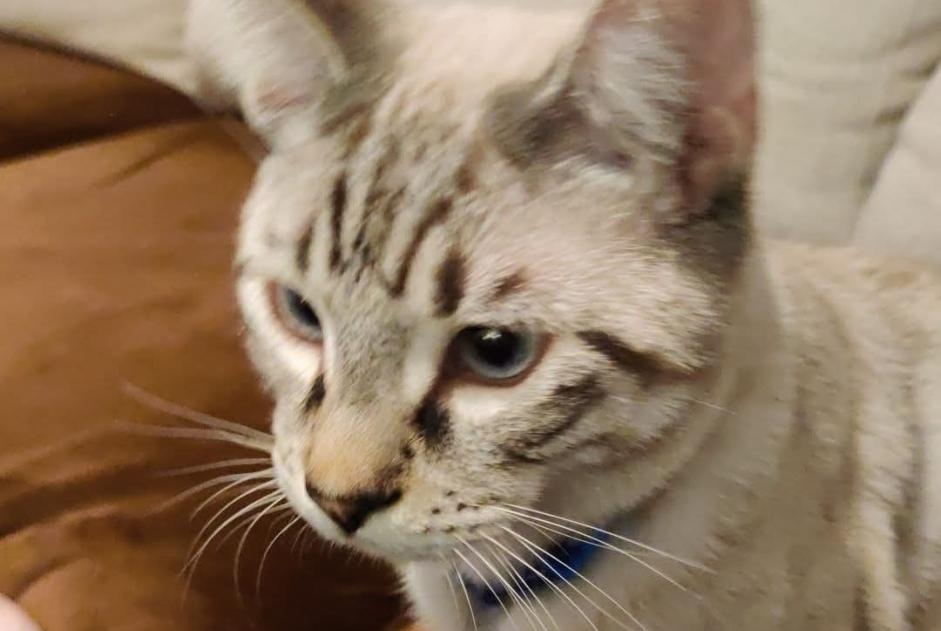 Alerte Disparition Chat croisement  Mâle , 1 ans Trets France